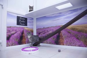 luxury cattery london