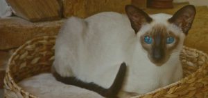 luxury cat hotel london