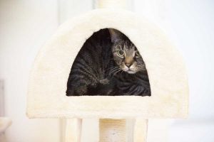 cattery wimbledon