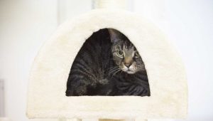 cattery uxbridge