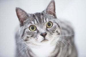 cattery wimbledon