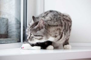cattery wimbledon