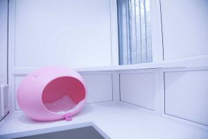 cattery wimbledon