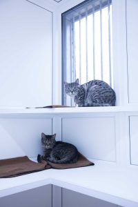cattery wimbledon