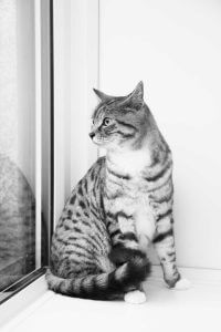 cattery wimbledon