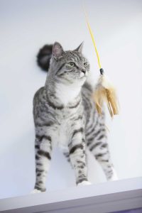 cattery wimbledon