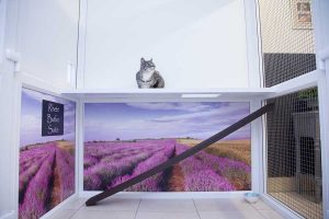 luxury cattery london