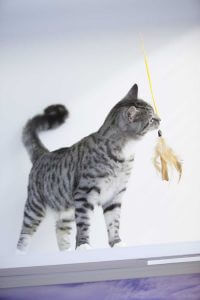 cattery wimbledon