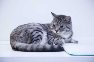 cattery wimbledon