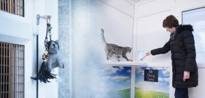 cattery watford