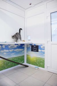 luxury cattery london