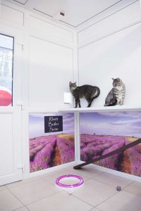cattery wimbledon