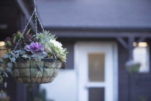 luxury cat hotel london