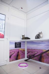 cattery wimbledon