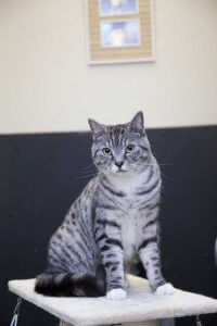 cattery wimbledon