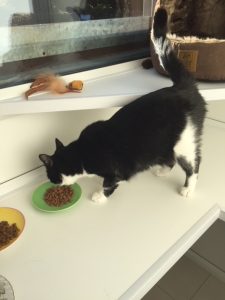 cattery wimbledon