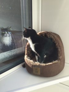 cattery wimbledon