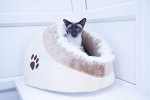 cattery wimbledon