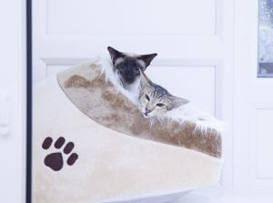 cattery amersham