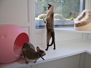 cattery wimbledon