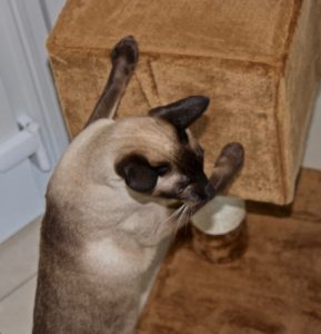 cattery wimbledon