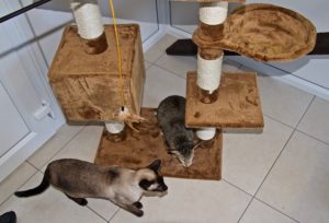 cattery wimbledon