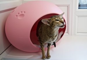 cattery wimbledon