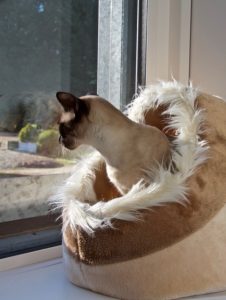 cattery wimbledon