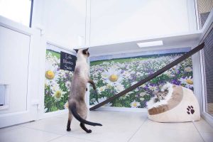 cattery wimbledon