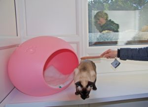 cattery wimbledon