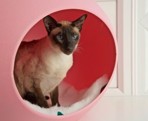 cattery wimbledon