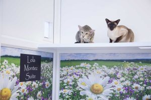 cattery wimbledon