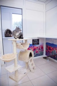 cattery wimbledon