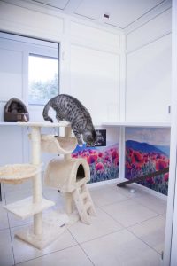luxury cattery london