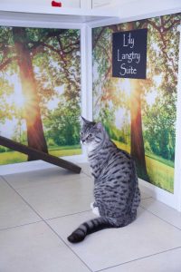 cattery wimbledon
