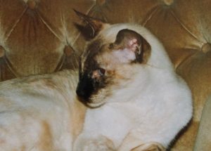 luxury cat hotel london