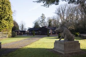 luxury cat hotel london