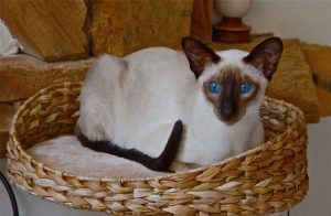 luxury cat hotel london