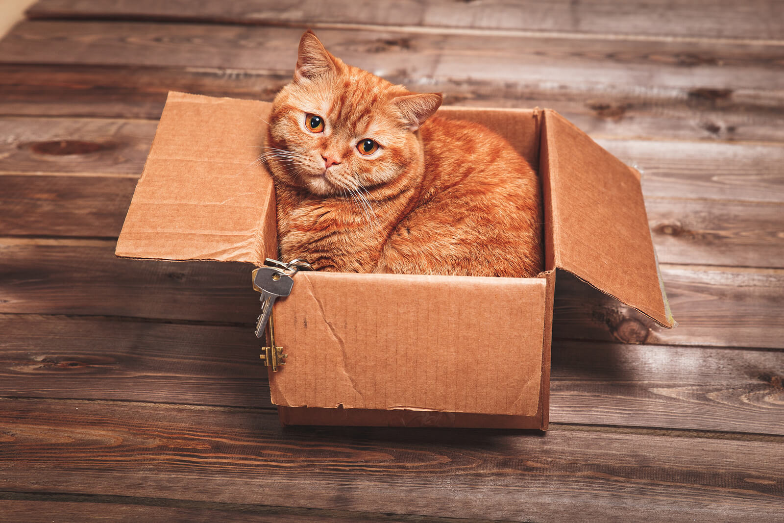 Top Tips For Moving Home With Your Cat