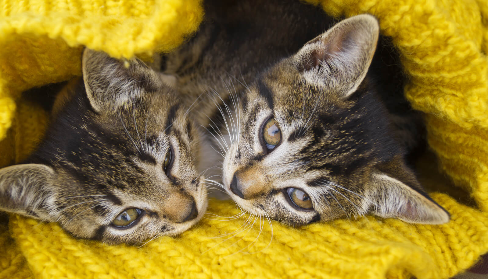 5 Winter Cat Care Tips