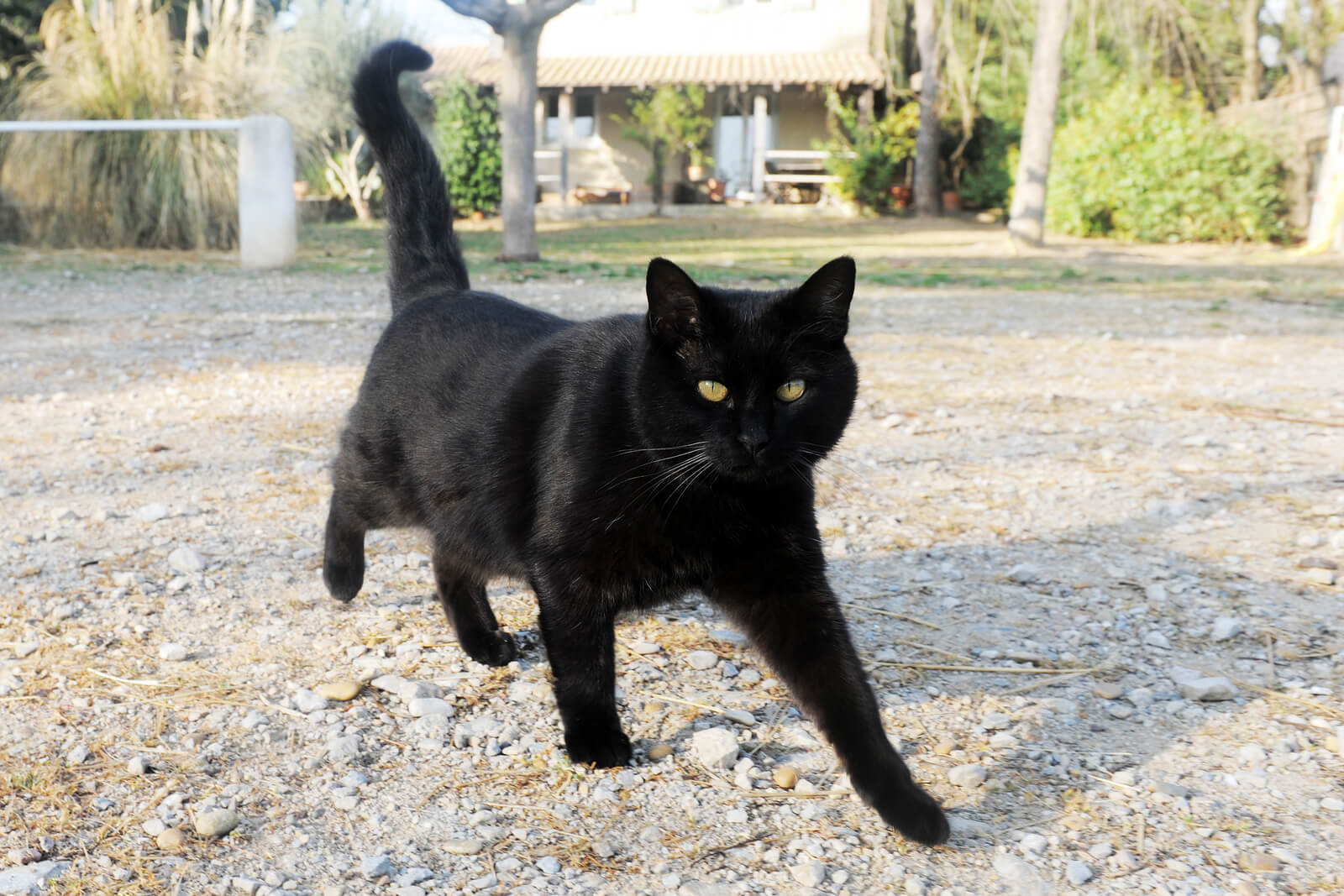 October Is Black Cat Awareness Month!