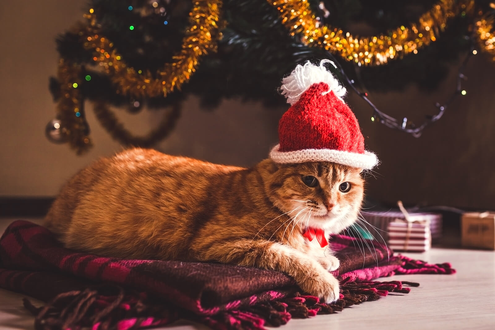 What To Get Your Cat For Christmas