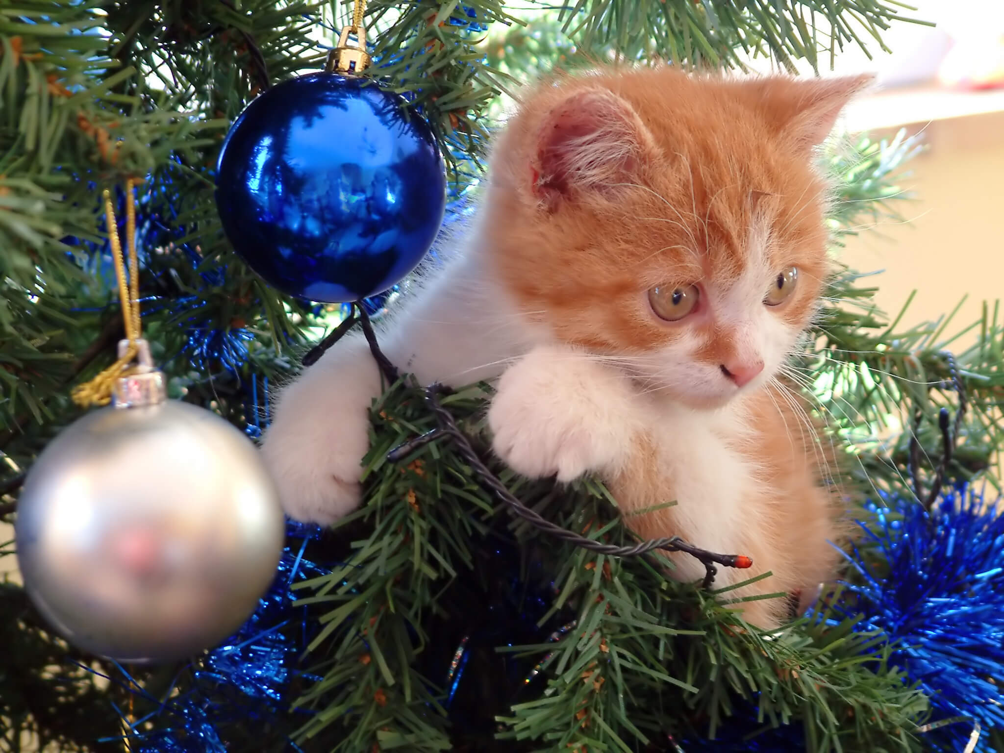 How To Make Your Christmas Tree Safe For Your Cat